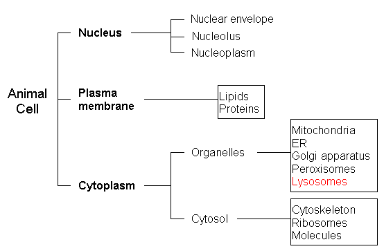 Cell Structure Flow Chart